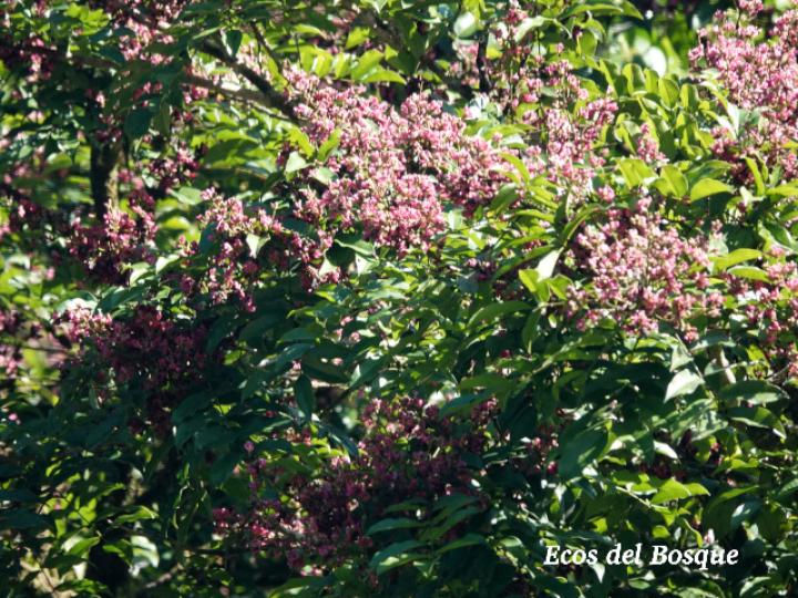 Andira inermis (Almendro de río, Arenillo)