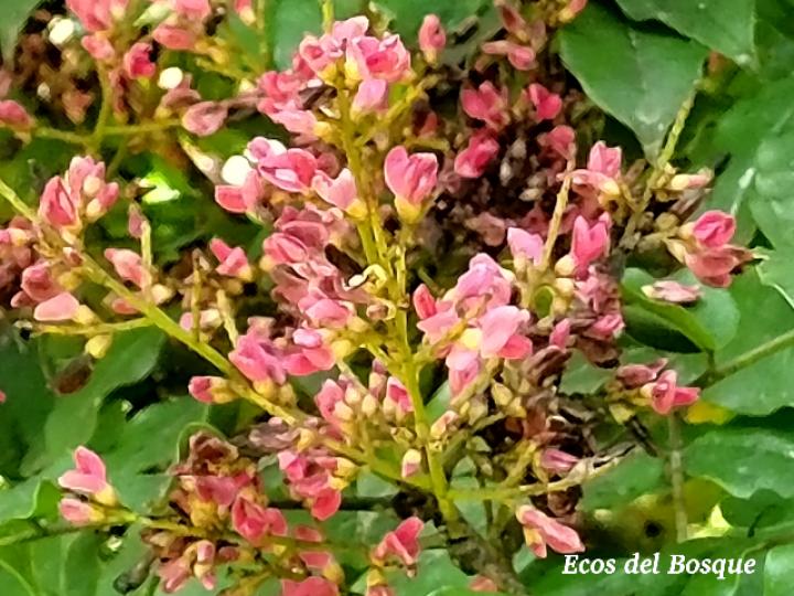 Andira inermis (Almendro de río, Arenillo)