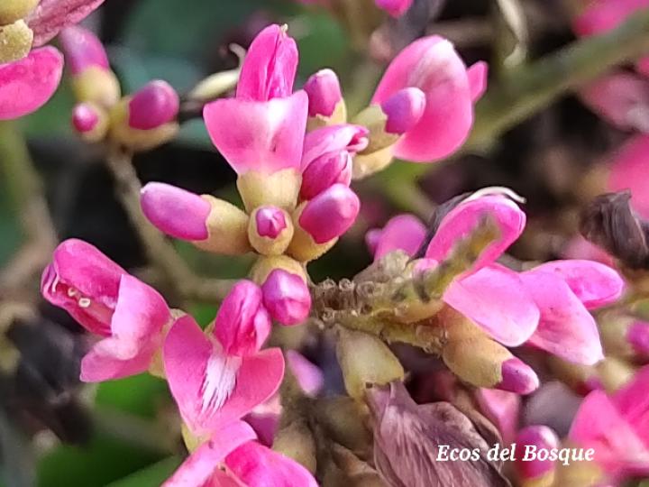 Andira inermis (Almendro de río, Arenillo)