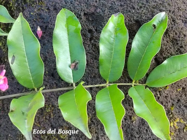 Andira inermis (Almendro de río, Arenillo)