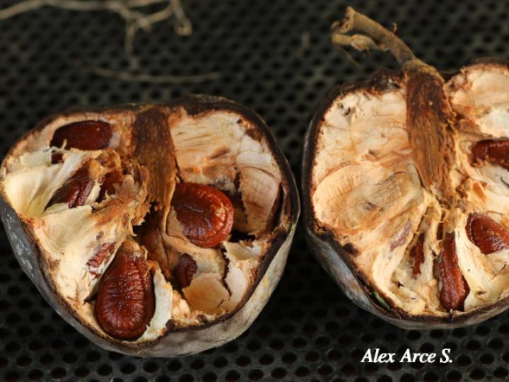 Annona pittieri (Anona de montaña)