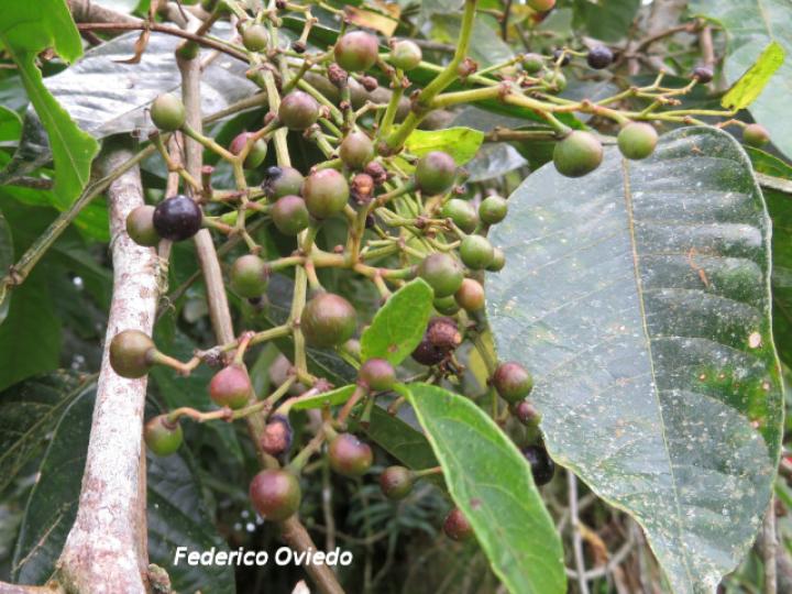 Cissus microcarpa (Llaso, Picapica)
