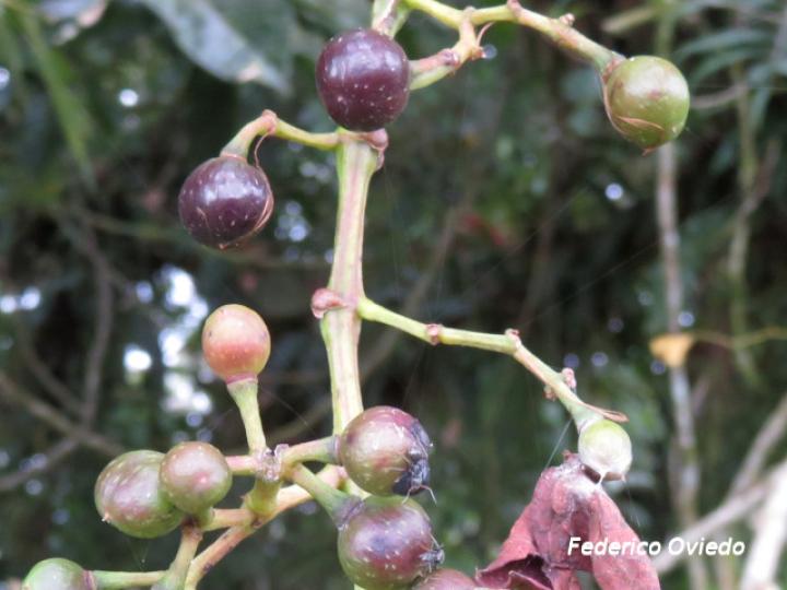 Cissus microcarpa (Llaso, Picapica)