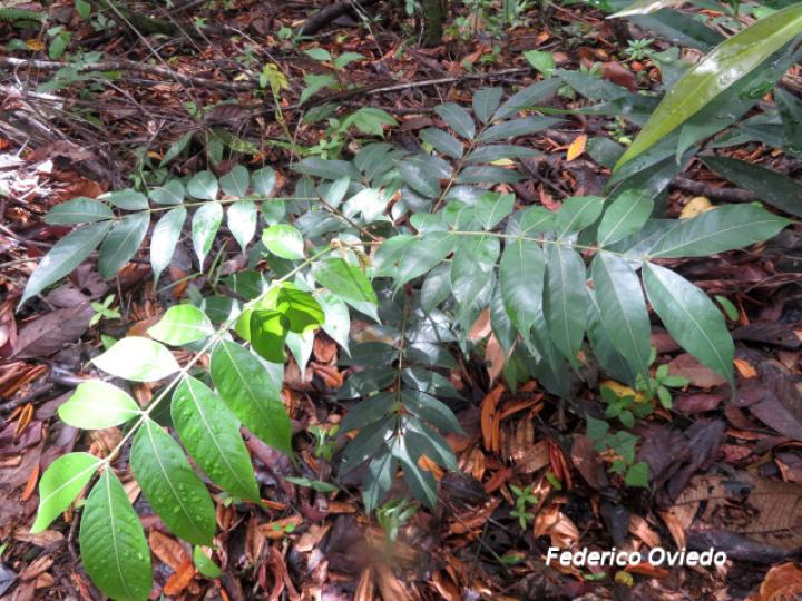 Inga cocleensis