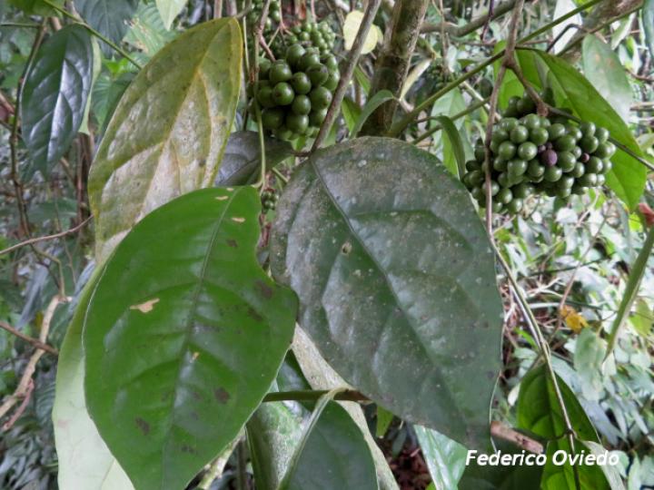 Mollinedia costaricensis (Limoncillo)