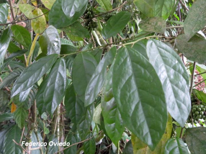 Mollinedia costaricensis (Limoncillo)