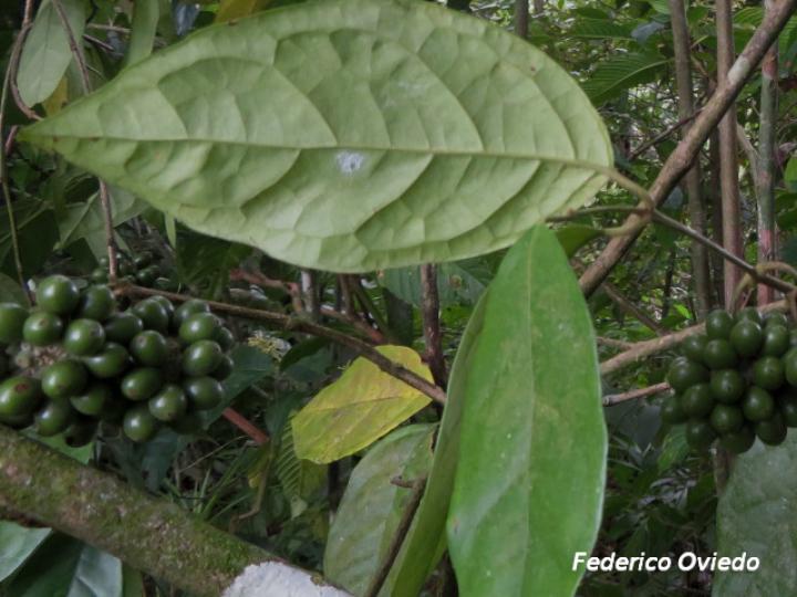 Mollinedia costaricensis (Limoncillo)