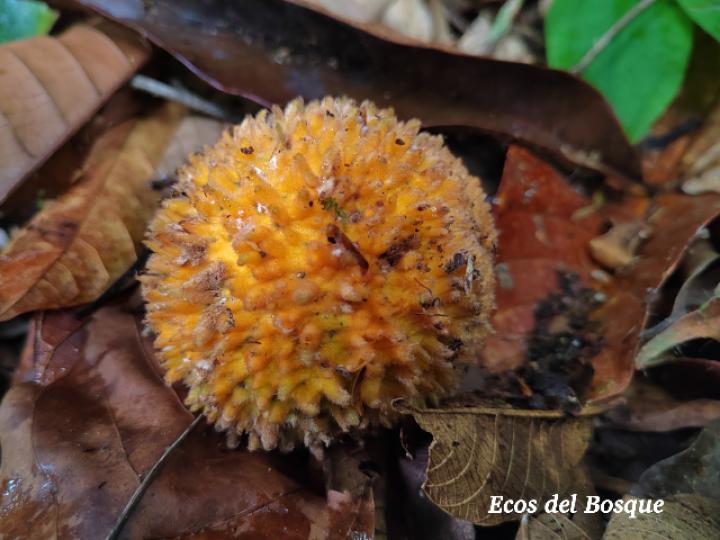 Pouteria torta (Níspero mamoncillo)