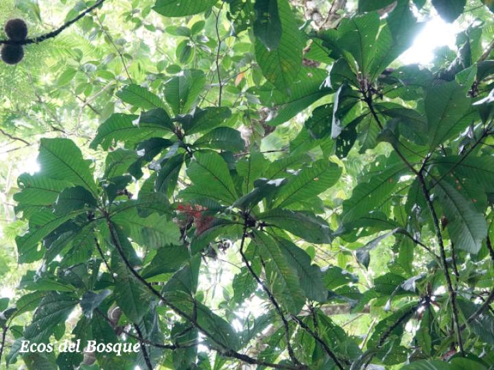 Pouteria torta (Níspero mamoncillo)