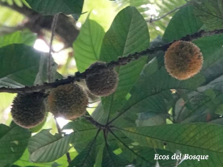 Pouteria torta (Níspero mamoncillo)