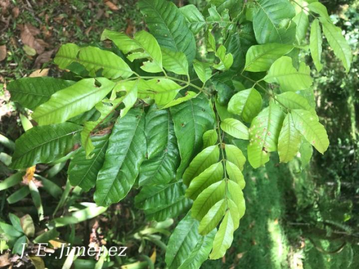 Protium confusum (Canfinillo)