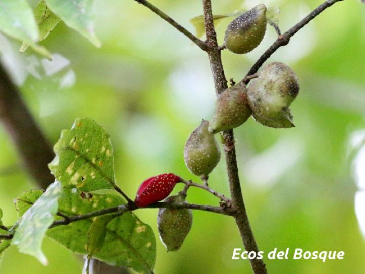 Protium confusum (Canfinillo)