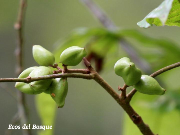 Protium confusum (Canfinillo)
