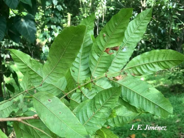 Protium confusum (Canfinillo)