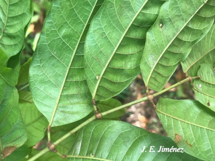 Protium confusum (Canfinillo)