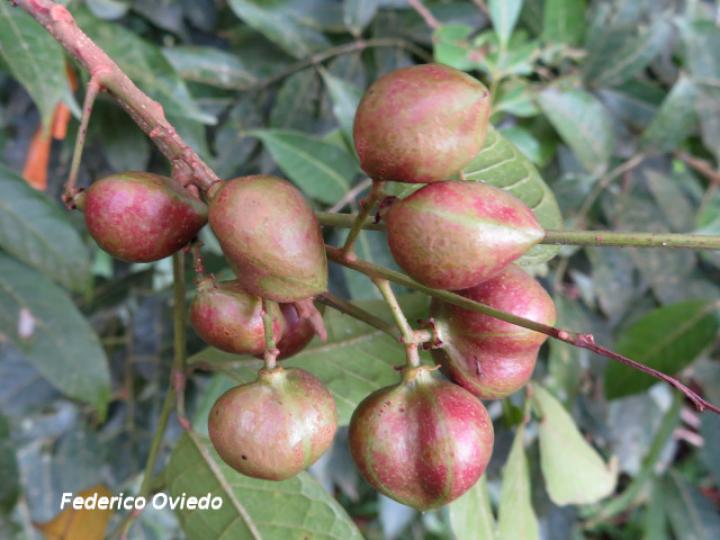 Protium confusum (Canfinillo)