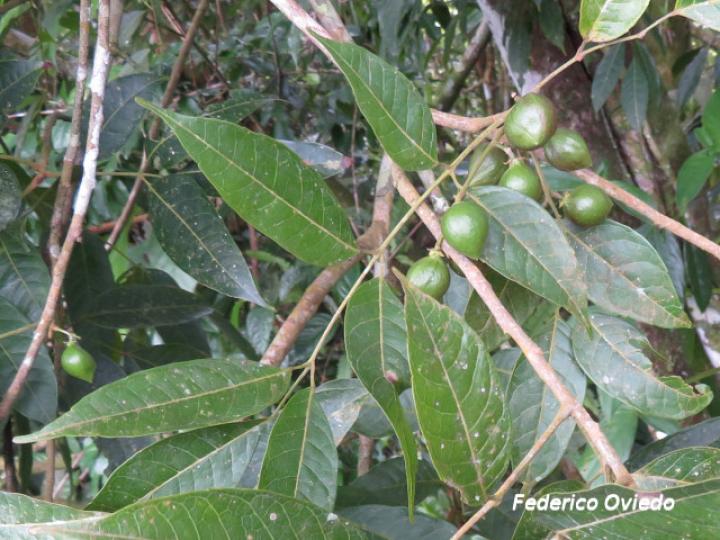 Protium confusum (Canfinillo)