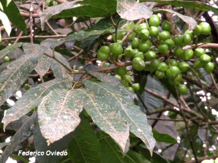 Protium glabrum (Alcanfor, canfinillo, copal)