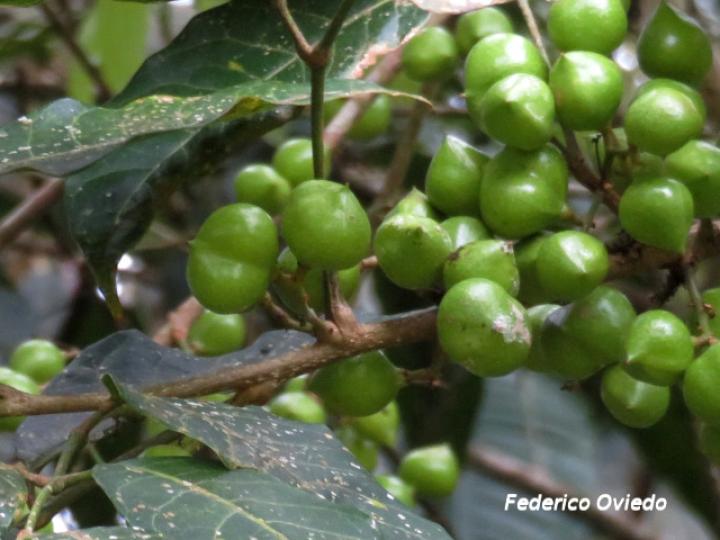 Protium glabrum (Alcanfor, canfinillo, copal)