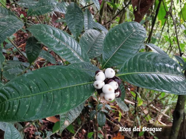 Psychotria glomerulata