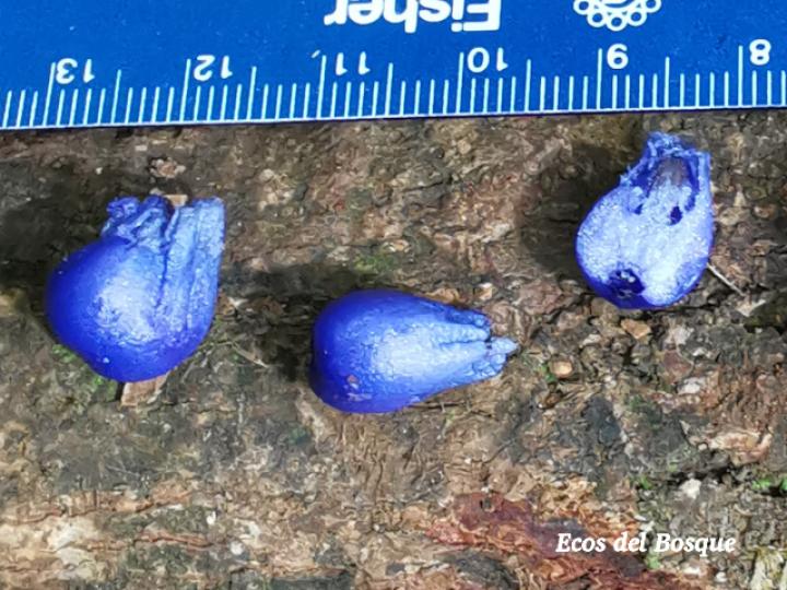 Psychotria glomerulata