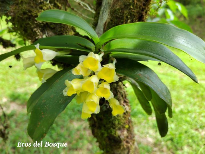 Rodriguezia compacta