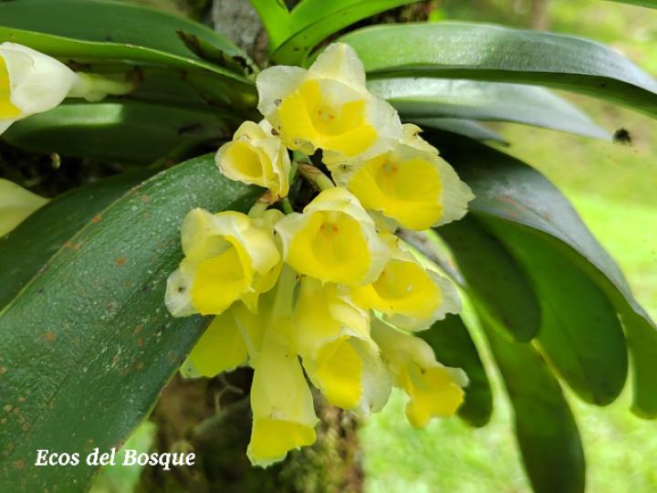 Rodriguezia compacta