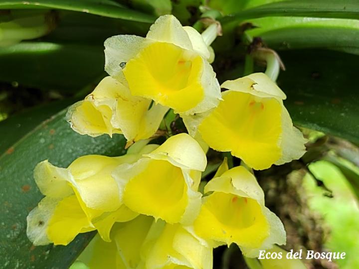 Rodriguezia compacta