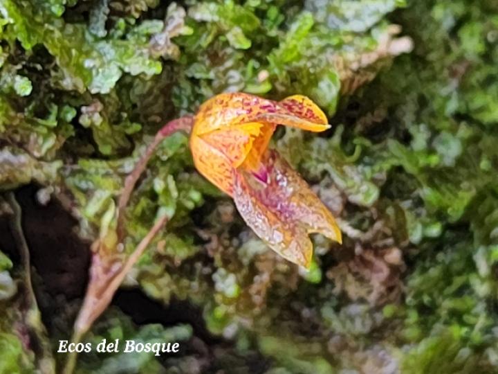 Specklinia tirimbina