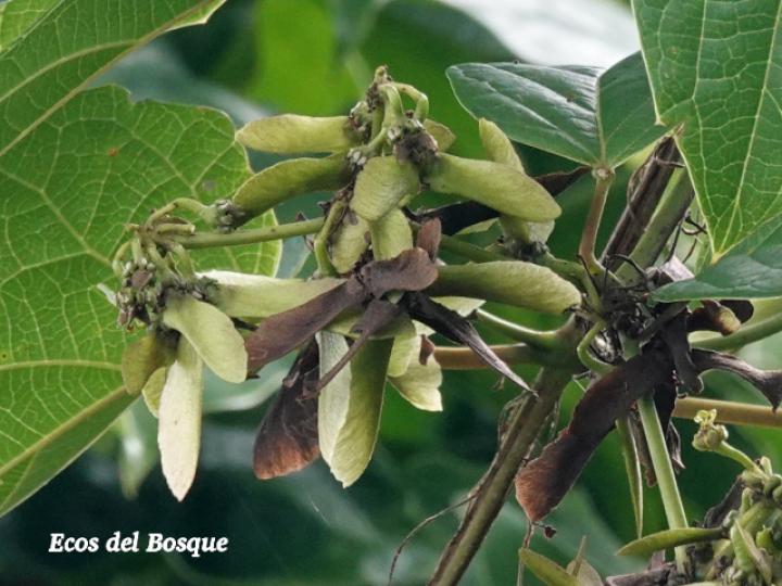 Stigmaphyllon lindenianum