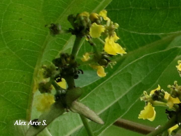 Stigmaphyllon lindenianum