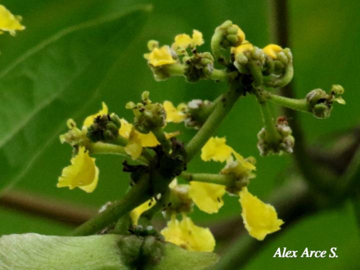 Stigmaphyllon lindenianum