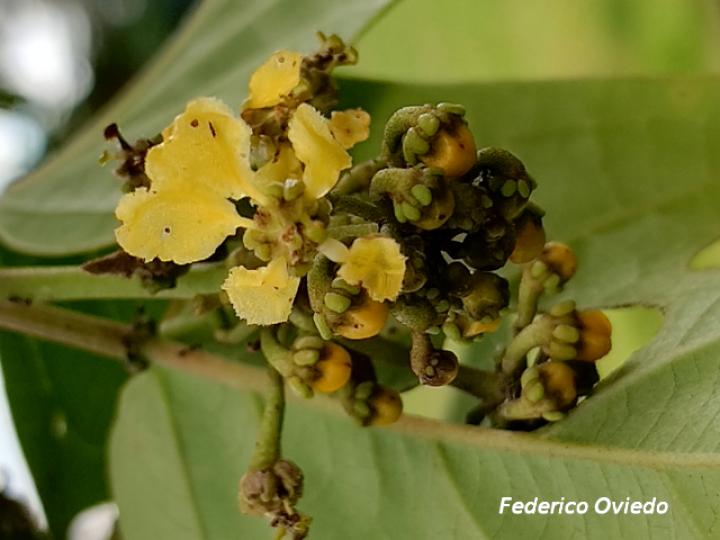 Stigmaphyllon lindenianum