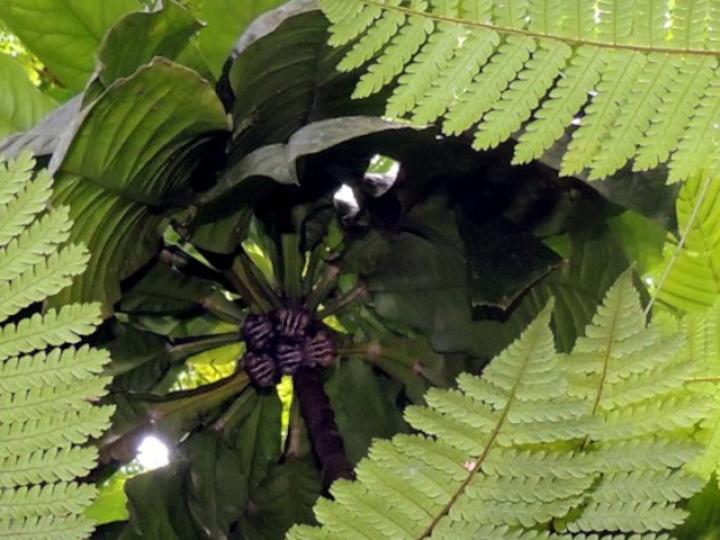 Uroderma bilobatum (Tiendero de Peters)