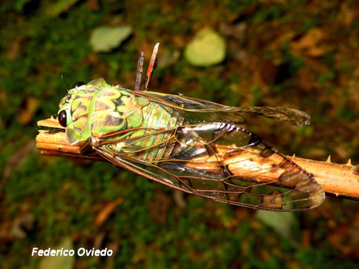 Zammara smaragdina