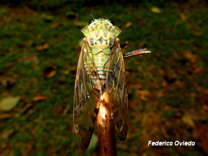 Zammara smaragdina (Cigarra, Chicharra)