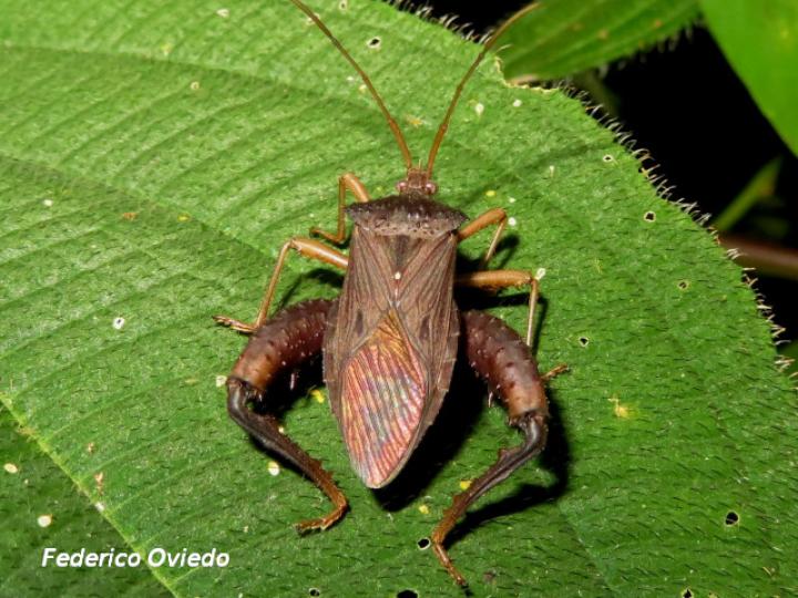 Acanthocephala bicoloripes