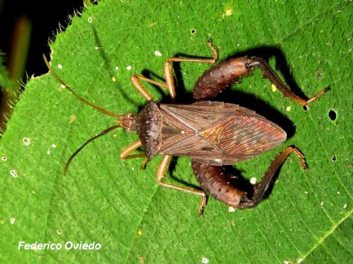 Acanthocephala bicoloripes