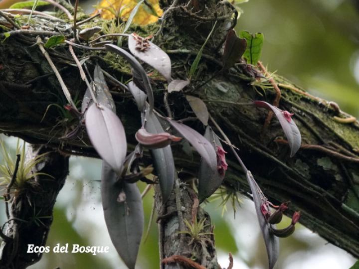 Acianthera brunnescens