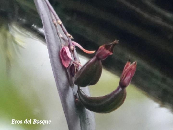 Acianthera brunnescens