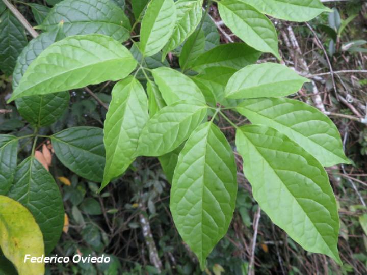 Anemopaegma orbiculatum