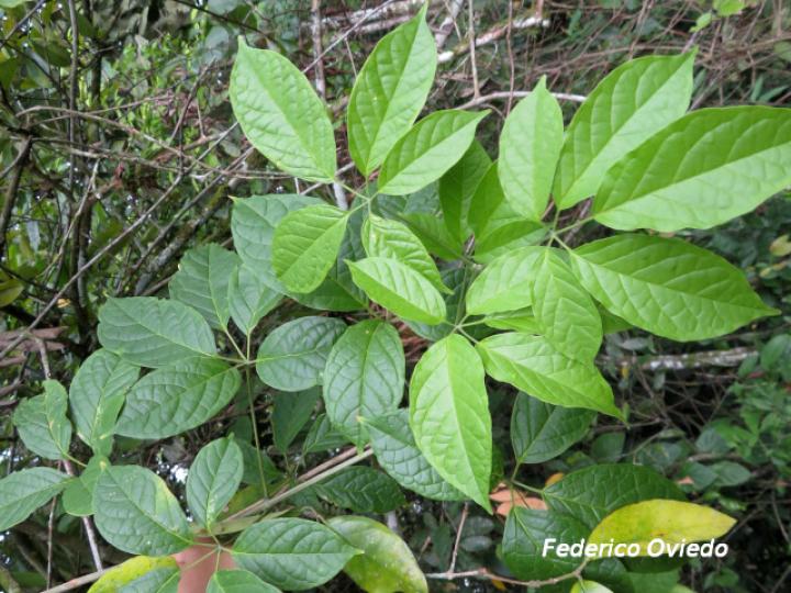 Anemopaegma orbiculatum