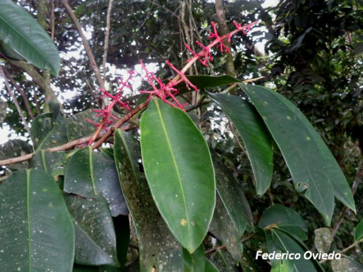 Ardisia standleyana
