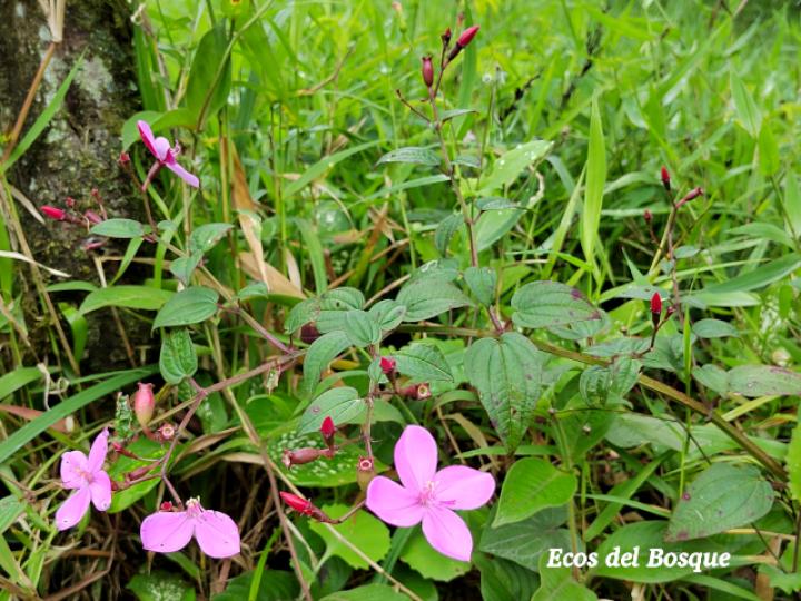 Arthrostemma cilliatum (Nometoques, caña agria)