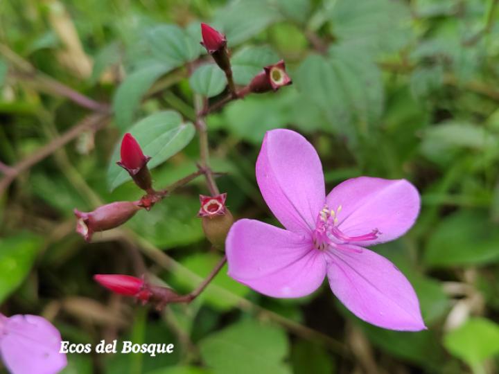 Arthrostemma cilliatum (Nometoques, caña agria)