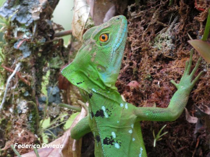 Basiliscus plumifrons (Basilisco esmeralda o verde)