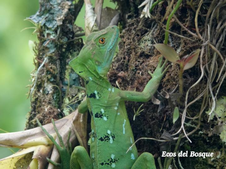 Basiliscus plumifrons (Basilisco esmeralda o verde)