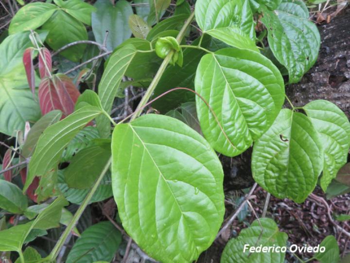 Bignonia diversifolia