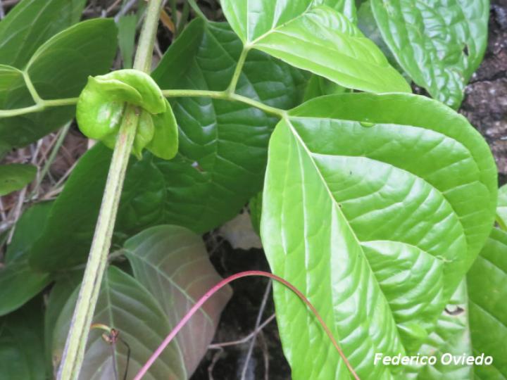 Bignonia diversifolia