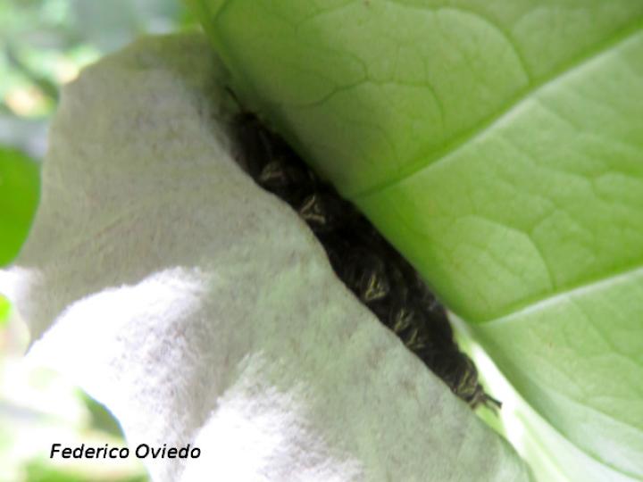 Charterginus nevermanni